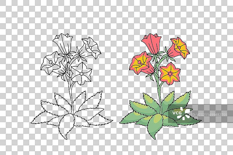 单色和彩色加那利群岛图片素材