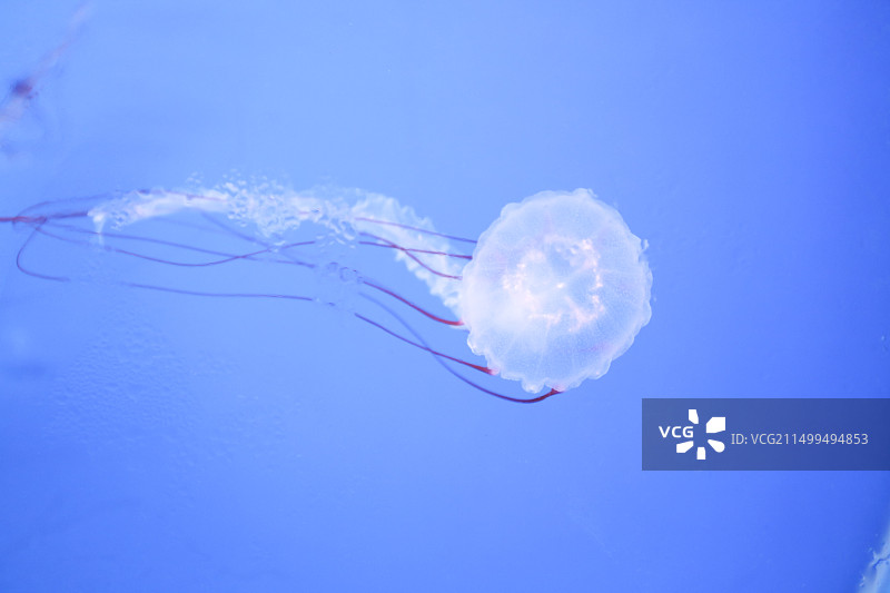 水母（学名：Medusozoa）图片素材