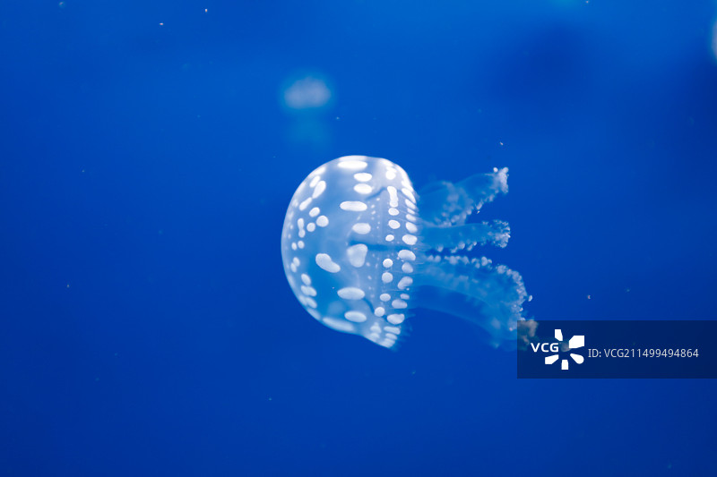 水母（学名：Medusozoa）图片素材