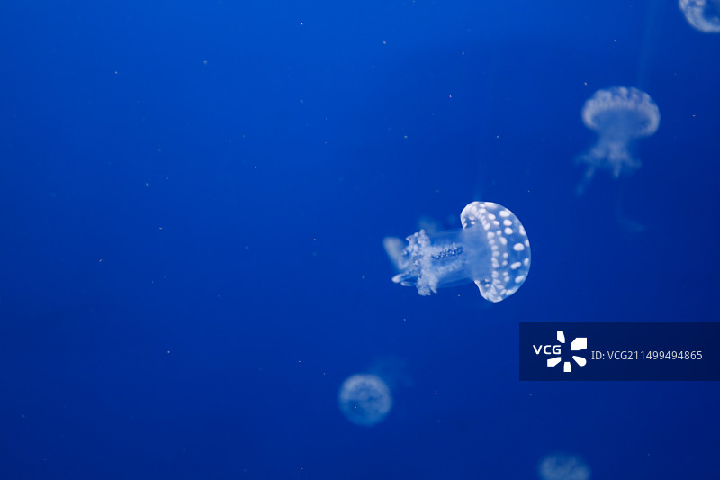 水母（学名：Medusozoa）图片素材