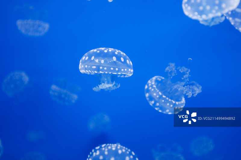 水母（学名：Medusozoa）图片素材