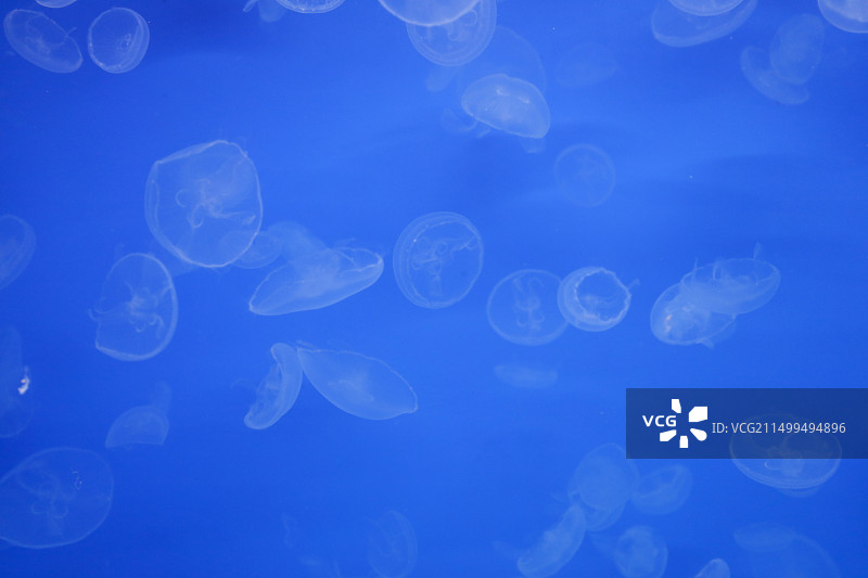 水母（学名：Medusozoa）图片素材