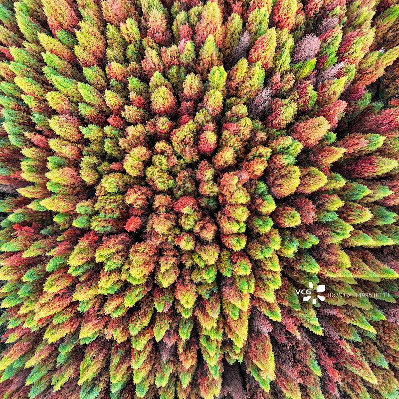 航拍昆明冬日落羽杉图片素材