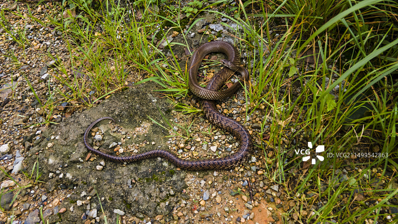 野生水律蛇图片素材