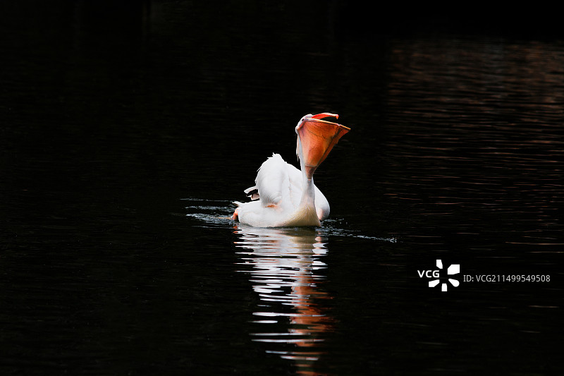 进食的鹈鹕图片素材