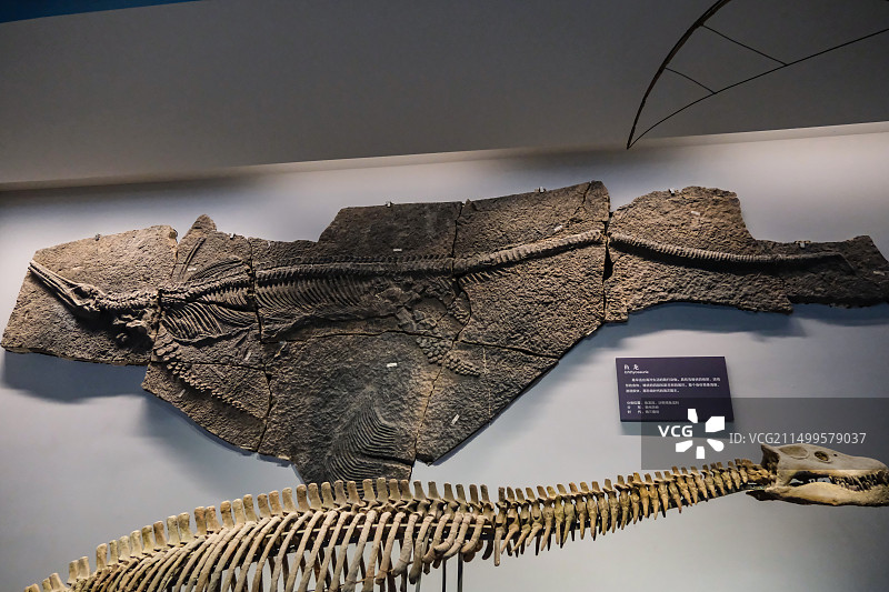 自贡恐龙博物馆，自贡恐龙博物馆恐龙珍品化石图片素材