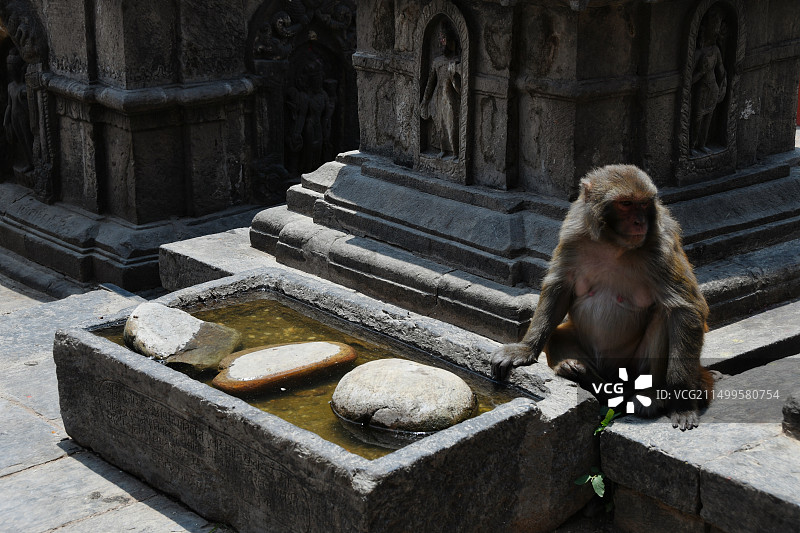 尼泊尔加德满都猴庙 斯瓦扬布纳特佛寺 猴子图片素材