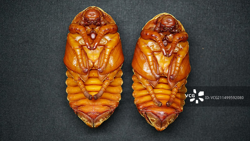 长戟大兜虫母虫蛹图片素材