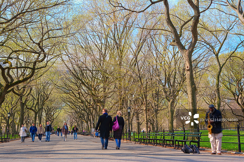 中央公园林荫路早春景色图片素材