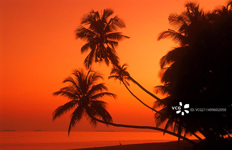 马尔代夫黎明时分平静海岸边的棕榈树图片素材