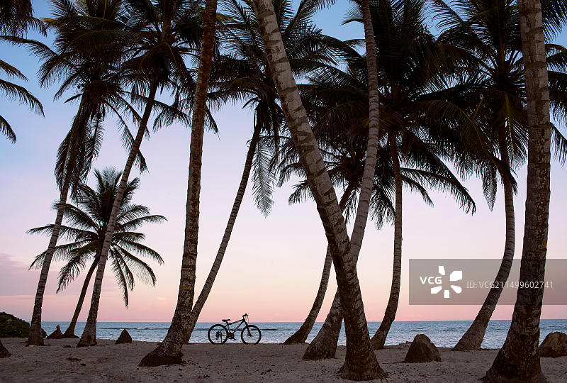 哥伦比亚圣安德烈斯海滩日落时棕榈树和自行车的剪影图片素材