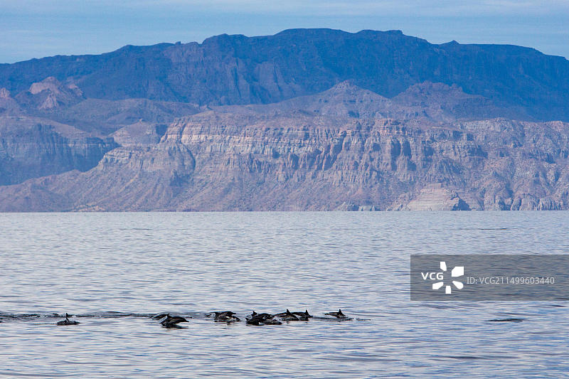 墨西哥，下加利福尼亚半岛火山层叠山前，海豚群游弋图片素材