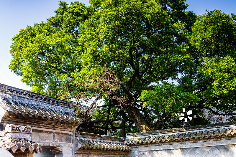 千年古槐-溱潼古镇图片素材