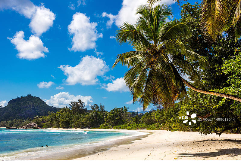 塞舌尔马埃岛塔卡马卡海滩棕榈树图片素材
