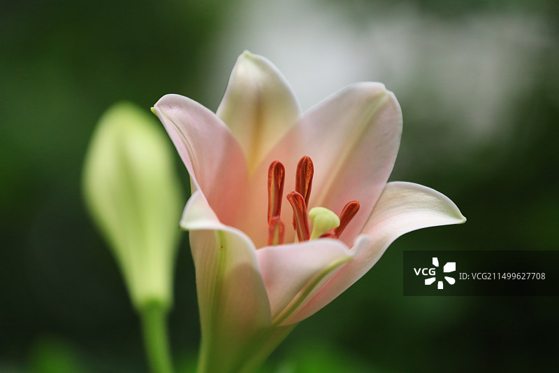 户外粉色百合花-瓦雷泽图片素材