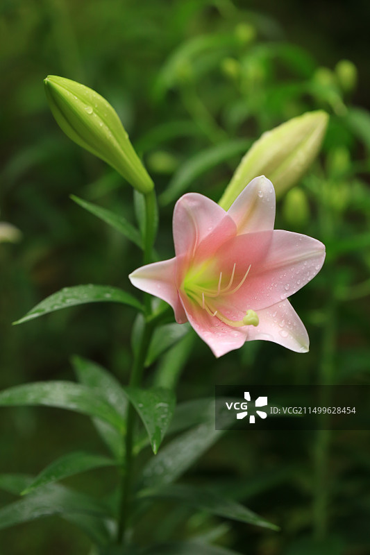 雨中粉色百合花图片素材