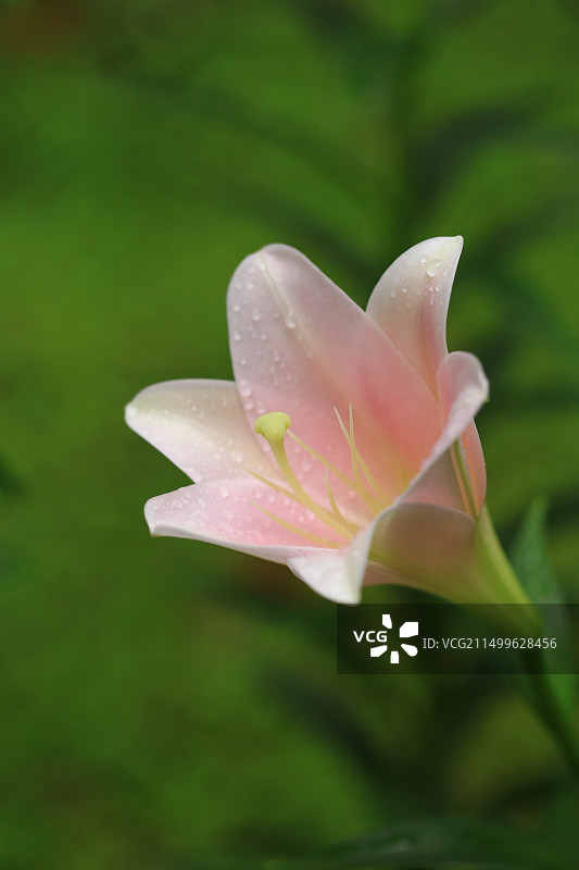 雨中粉色百合花图片素材