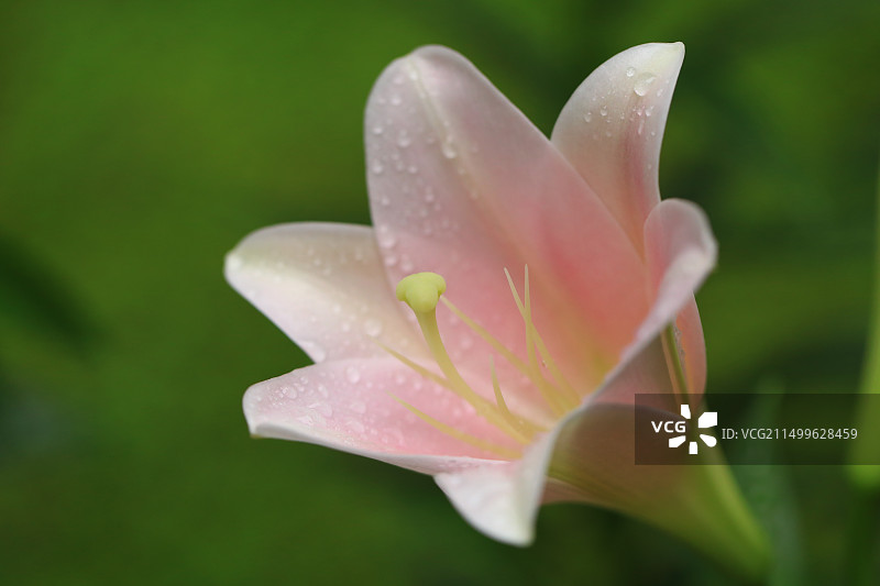 雨中粉色百合花图片素材