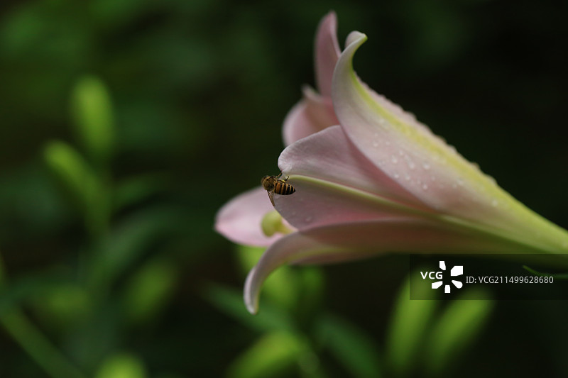 户外粉色百合与小蜜蜂图片素材