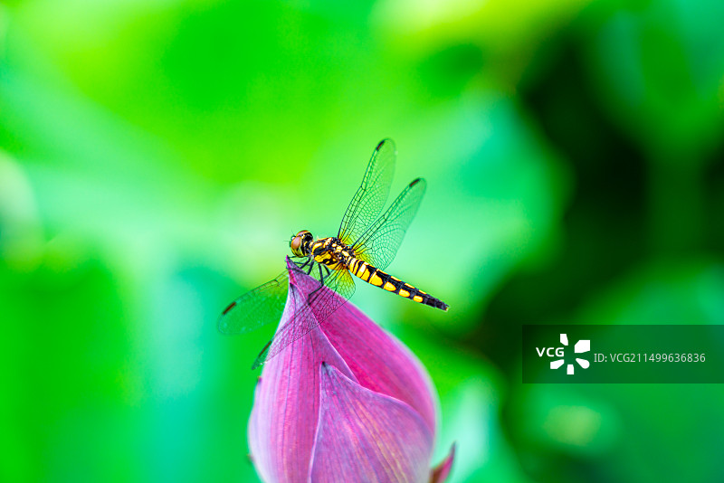 蜻蜓立在荷花花苞上的微距镜头图片素材