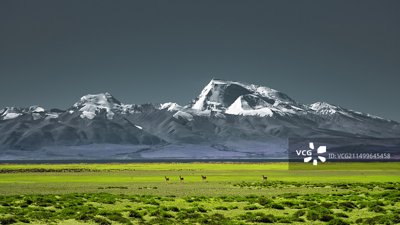 冈仁波齐侧面的草原有藏原羚图片素材