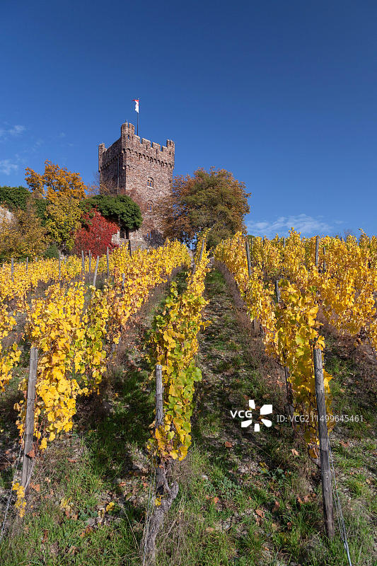 德国莱茵兰-普法尔茨宾根的克洛普城堡葡萄园图片素材