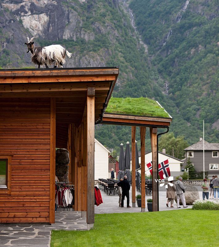 绵羊在挪威哈当厄尔高原酒店的屋顶上吃草图片素材