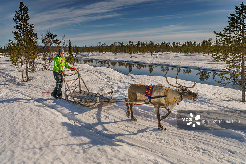 瑞典拉普兰地区的驯鹿雪橇图片素材