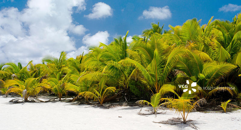 艾图塔基泻湖的棕榈树景观，库克群岛图片素材