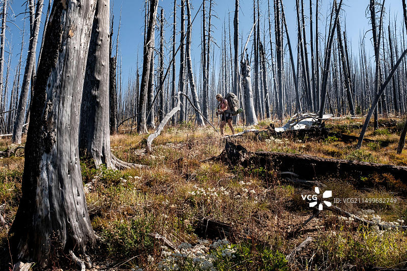 WA17723-00.....华盛顿州 - 一名妇女在帕赛滕荒野边界步道#533号沿线的邦克山烧毁森林中背包旅行，奥卡诺根韦纳图片素材