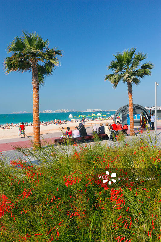 迪拜朱美拉海滩住宅区的棕榈树图片素材