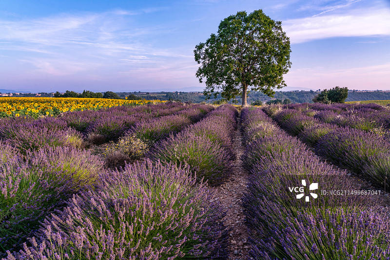 薰衣草和向日葵田，法国瓦朗索勒高原图片素材