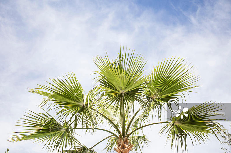 摩洛哥瓦尔扎扎特N9公路沿线的棕榈树图片素材