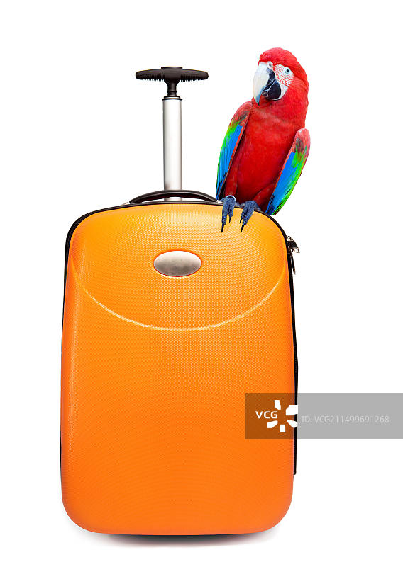 停留在旅行箱上的彩色鹦鹉图片素材