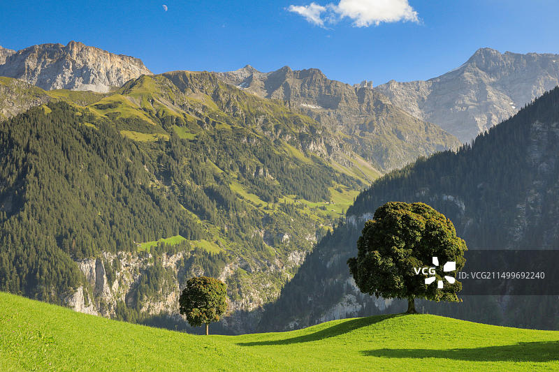 瑞士克劳森山口的橡树图片素材