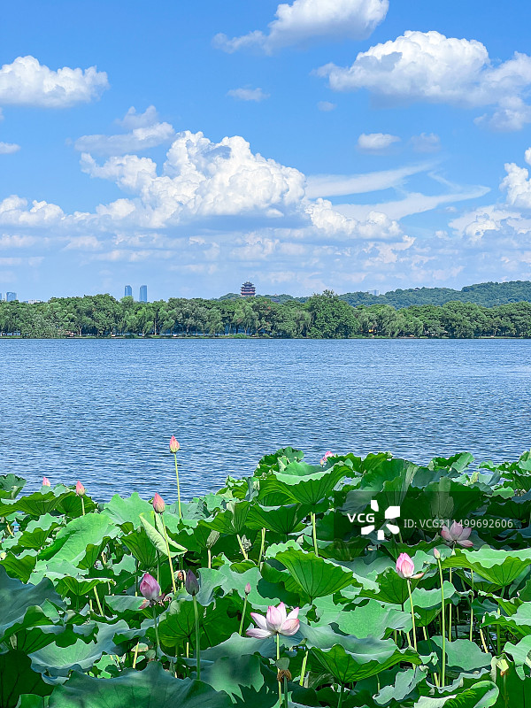 夏日的西湖郭庄，荷叶与天空的云层呼应着湖面与远处的建筑图片素材