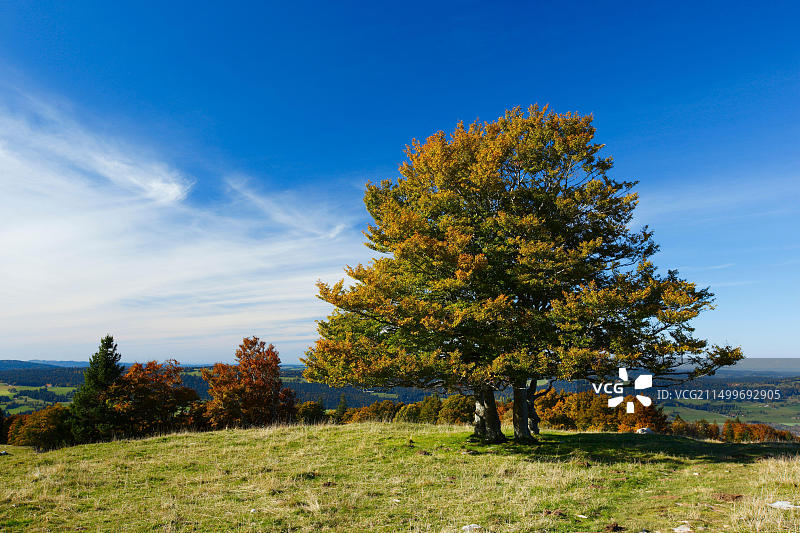 瑞士纳沙泰尔山毛榉图片素材