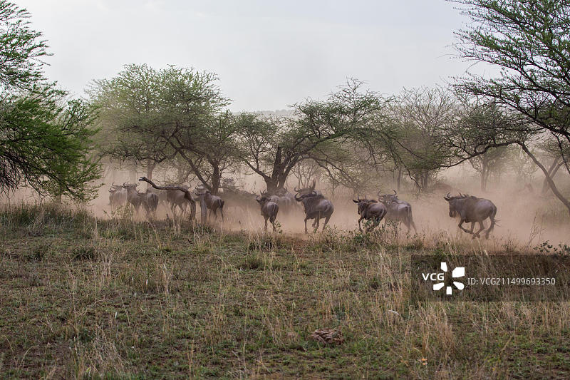 非洲角马图片素材
