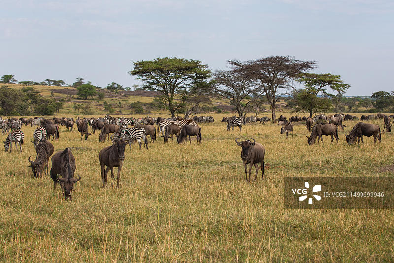 非洲角马群景观：坦桑尼亚塞伦盖蒂草原动物图片素材