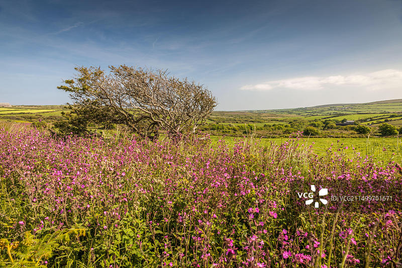 地理/旅行，英国康沃尔郡彭赞斯附近的田野风光图片素材