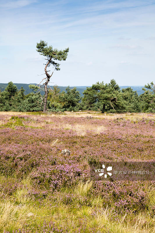 德国黑森州绍尔兰威林根埃特尔斯贝格图片素材
