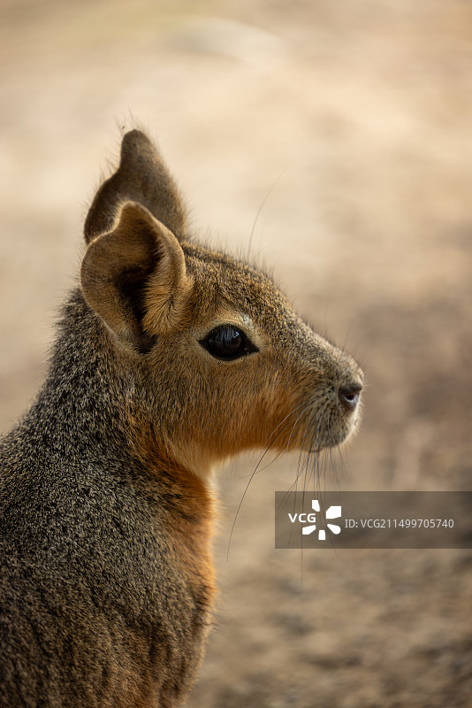 兔豚鼠的忧伤图片素材