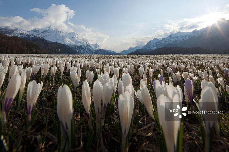 瑞士恩嘎丁地区马洛亚山口的番红花草甸风光图片素材
