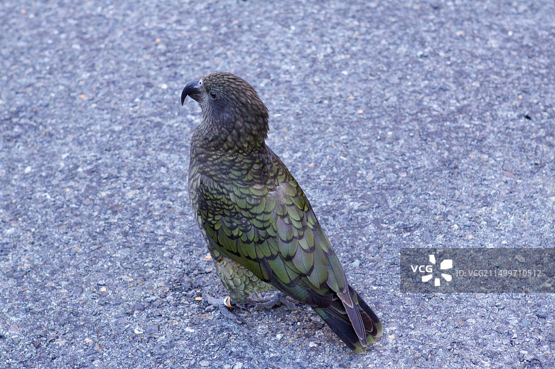 新西兰南岛峡湾旅游图片素材
