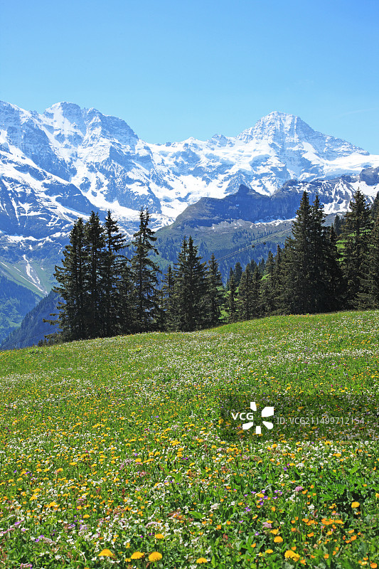 旅行，地理，自然，瑞士阿尔卑斯山，少女峰，欧洲，瑞士，伯尔尼，伯尔尼高地，米伦，山脉，雪，草地图片素材