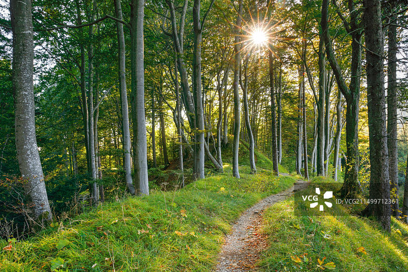 瑞士巴塞尔乡村的森林小径图片素材