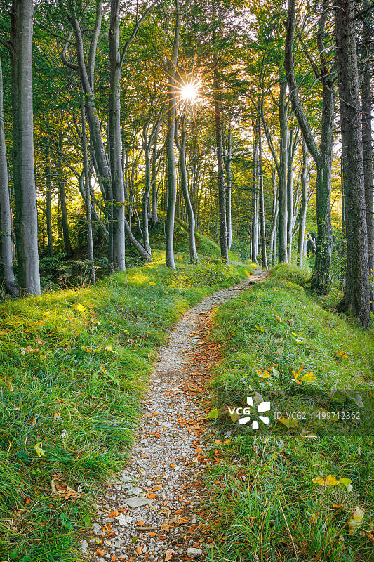瑞士巴塞尔乡村的森林小径图片素材