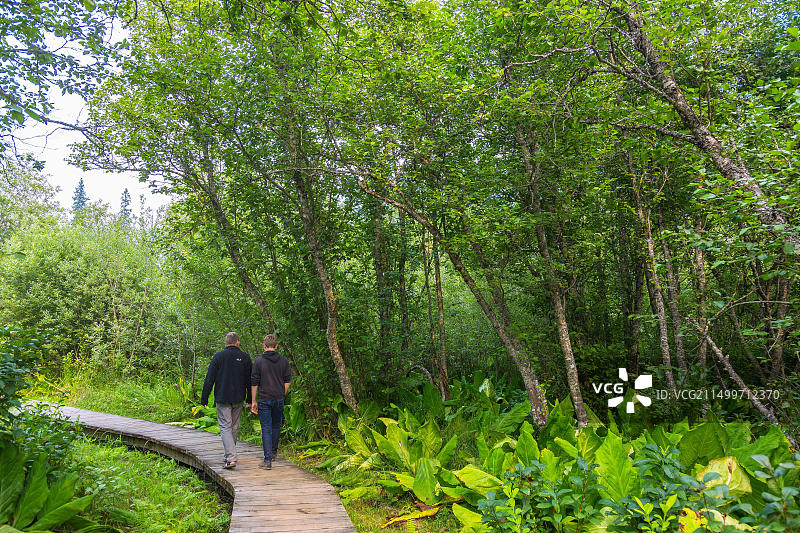 加拿大雷夫尔斯托克山国家公园臭鼬甘蓝木板路图片素材