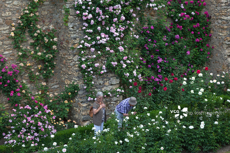 德国黑森州莱茵河畔埃尔特维勒选帝侯城堡玫瑰园图片素材