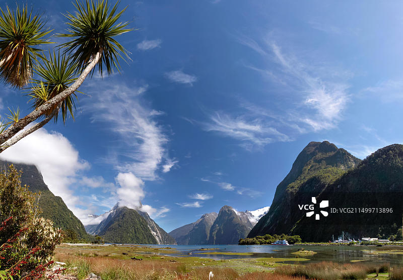 新西兰南岛米尔福德峡湾的棕榈树图片素材
